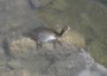 Diane's Turtle